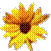 Beschrijving: sunflower