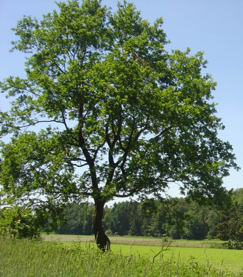 Beschrijving: 20060611-04344-tree-600pix-100perc