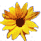 Beschrijving: Beschrijving: Beschrijving: Beschrijving: Beschrijving: Beschrijving: Beschrijving: Beschrijving: sunflower