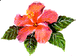 hawaiihibiscus